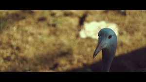 Panasonic Lumix G7 Cinematic Camera Test - Day at the Zoo
