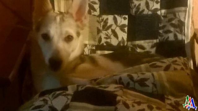 Здоровенный ротвейлер вдруг угрожающе зарычал на пустой угол и стал пятиться задом ко мне поближе смотреть онлайн