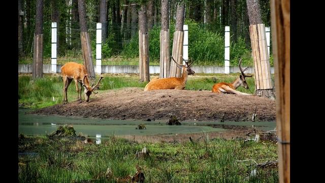 Олени на отдыхе. Крупным планом | Deers on vacation. Close-up смотреть онлайн