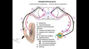 Рефлекторная дуга