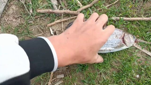 Рыбалка на хариуса в Казахстане. Хариус на настрой! Grayling fishing in Kazakhstan. смотреть онлайн