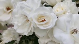 Алушта 💖💖💖 Твои глаза как Розы 🌹🌹🌹