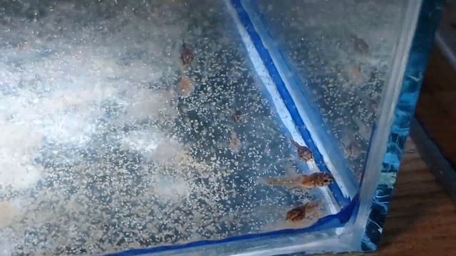 Крапчатый сомик за 30 дней Крапчатый сомик размножение Мальки коридораса крапчатого смотреть онлайн