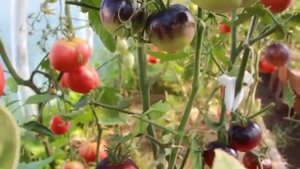 СТОИТ ЛИ ЕЩЕ САЖАТЬ ТОМАТ СОРТА АМЕТИСТОВАЯ ДРАГОЦЕННОСТЬ В ТЕПЛИЦЕ