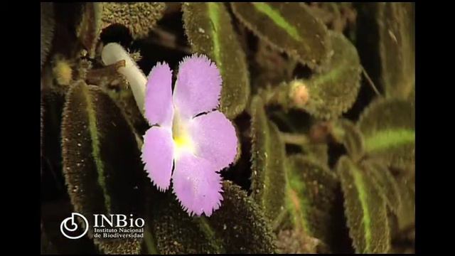 Plantae Gesneriaceae Episcia Lilacina смотреть онлайн