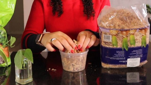 4 WAYS to PROPAGATE Your Plants!! | Water, Sphagnum, Perlite & Soil смотреть онлайн