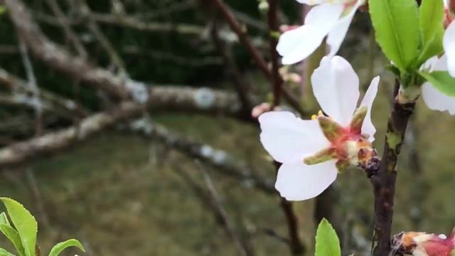 Amandier 'Prunus dulcis' 'Prunus amygdalus' La flore Joli port beau décor смотреть онлайн