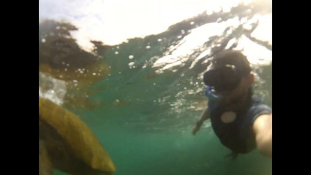 Галапагосские острова. о. Исабела: Подводный мир, Олуши и Морские львы смотреть онлайн