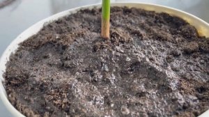 Как правильно пересадить авокадо?!