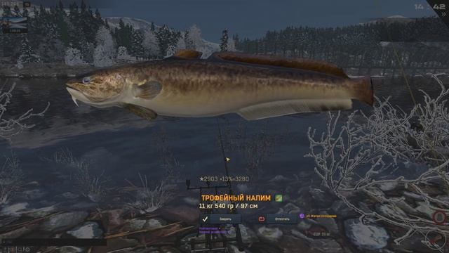 Fisher Online / еще один трофейный налим, река Енисей смотреть онлайн