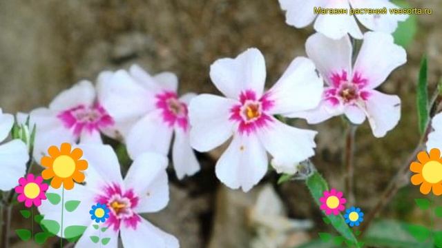 Флокс шиловидный Корал Айе. Краткий обзор, описание характеристик phlox subulata Coral Eye смотреть онлайн