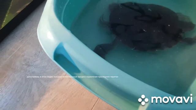 проживание красноухих черепах в диких условиях смотреть онлайн