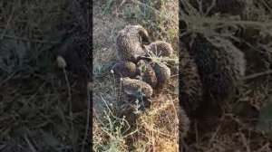 Ежиное семейство