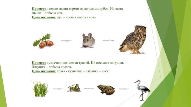 Пищевые цепочки питания