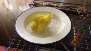 Желтый волнистый попугай