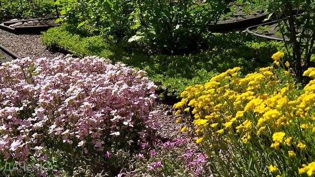 Початок травня 2022|Квітучі килими|Тюльпани|Примули|Зійшла спаржа смотреть онлайн