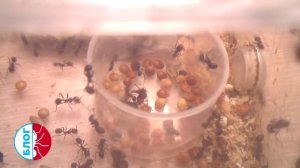 Муравьи Messor Structor. Враг у ворот!