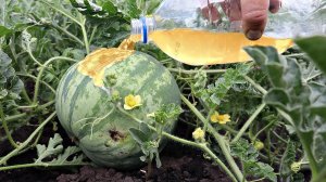 Подкормите арбузы и дыни этим в августе для сладких и крупных плодов! Чем подкормить арбузы и дыни?