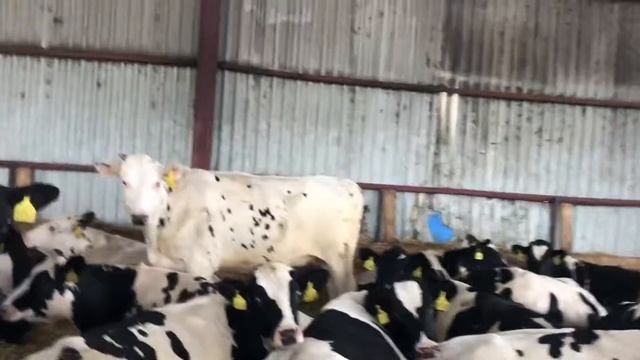 Племенные нетели голштинской породы