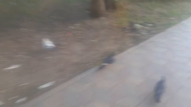 Сквер молодожёнов, г. Омск смотреть онлайн