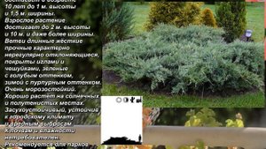 'Tripartita' - "Трипартита". Juniperus virginiana. Можжевельник виргинский. Virgin juniper.