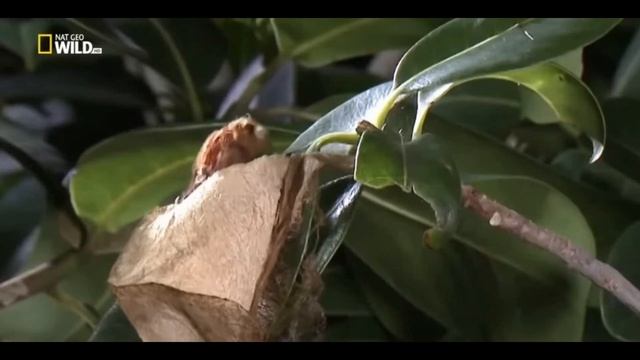 Превращение гусеницы в бабочку смотреть онлайн