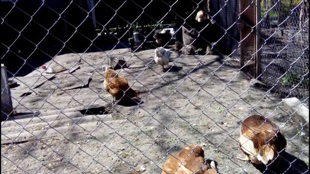 ???КУРЫ ЗАБОЛЕЛИ. СРЕДСТВО ОТ МНОГИХ ПРОБЛЕМ смотреть онлайн