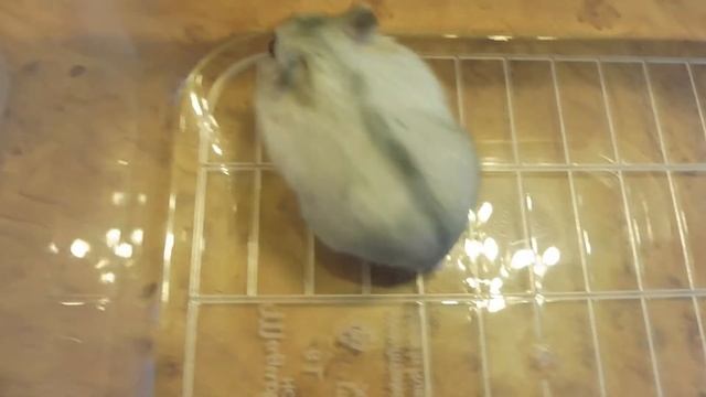 St. Petersburg - Zophobas morio - Acheta domesticus - Phodopus sungorus ( MARY MYSTIC ) смотреть онлайн