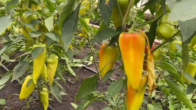 ЛЮБИМЫЕ ПЕРЦЫ СИБИРЯКОВ ? смотреть онлайн