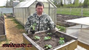 Посадка рассады огурцов в бочку