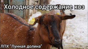 Холодное содержание коз
