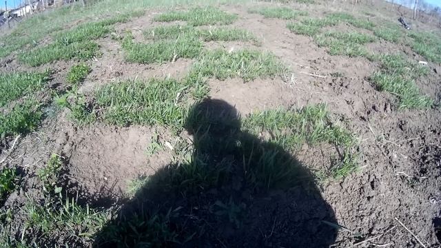 Совместная посадка сидератов и культурных растений смотреть онлайн