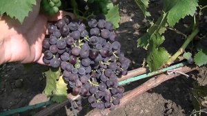 Сорт винограда Фиолетовый ранний
