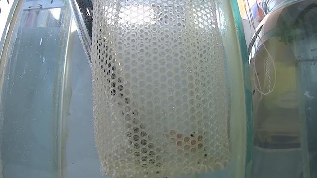 роды гуппи смотреть онлайн