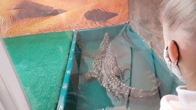 Динозавры-крокодилы? смотреть онлайн