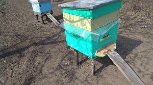 Переустановка ульев с пчёлами на новое место в пределах огорода ..mp4