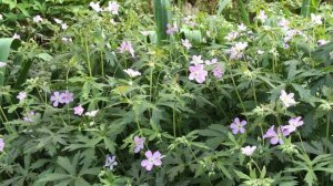 Geranium maculatum  'Espresso'