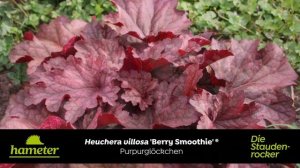 Heuchera 'Berry Smoothie' - Purpurglöckchen