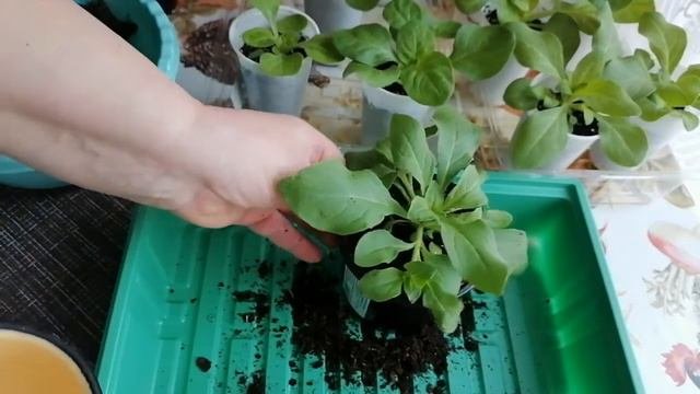 Петуния в апреле. Перевалка петунии.
