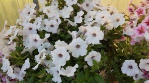 Петунии в сентябре. Мои лучшие петунии из серии Опера Суприм,  Изи Вэйв, Тайдел Вэйв