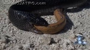 змея против змея