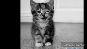 Какое имя выбрать для кошки, кота? Что самое главное в кличке котёнка?