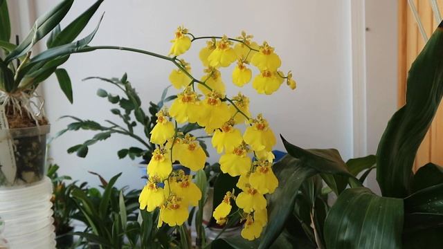 Oncidium Sweet Sugar "Kalender" смотреть онлайн
