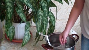 Уход за комнатными растениями во время отпуска