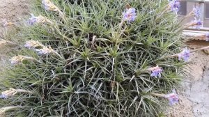 Clavel del aire. Tillandsia. SUPER GRANDE