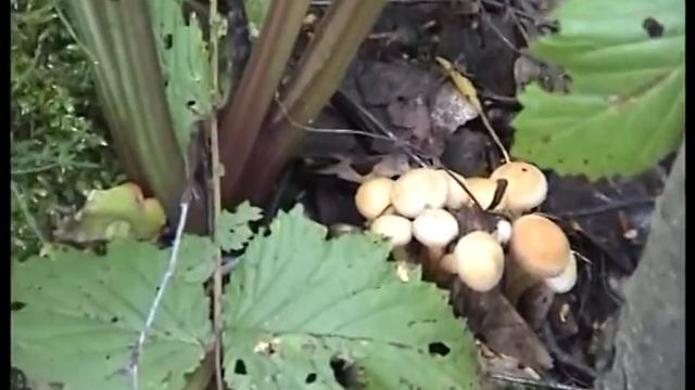 Лес,в котором растут грибы Веселки. Белые грибы и поганки.Смоленск. смотреть онлайн