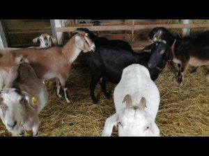 Дойные козы в нашем хозяйстве. Процентные англо-нубийские козы