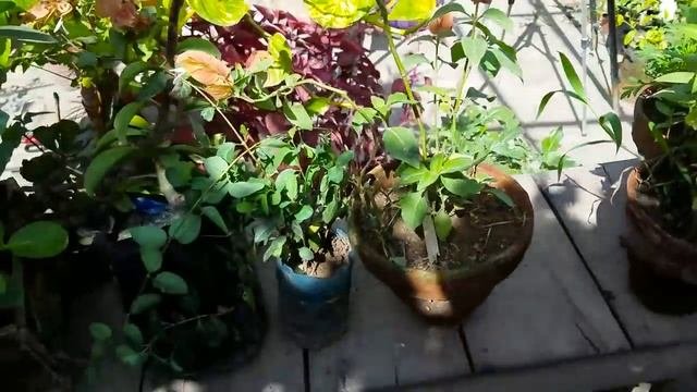 New Plants From Nursery | Permanent Plants For Garden | Cactus Rose | Pereskia Grandifolia
