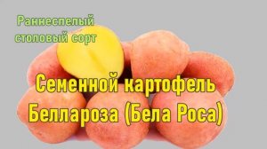 Где Можно Купить Семена Картошки Беллароза