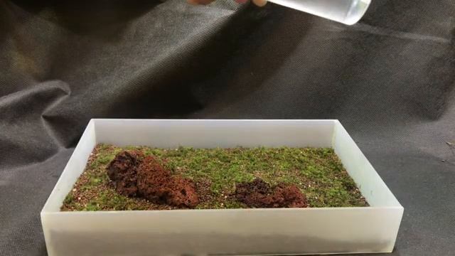 Беспроблемный мохариум! смотреть онлайн